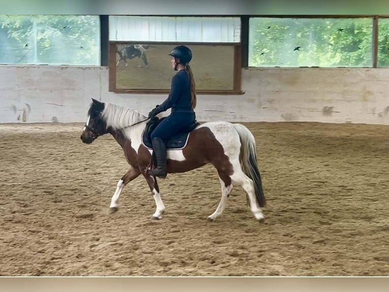 More ponies/small horses Mare 16 years 13,1 hh Pinto in Pelmberg