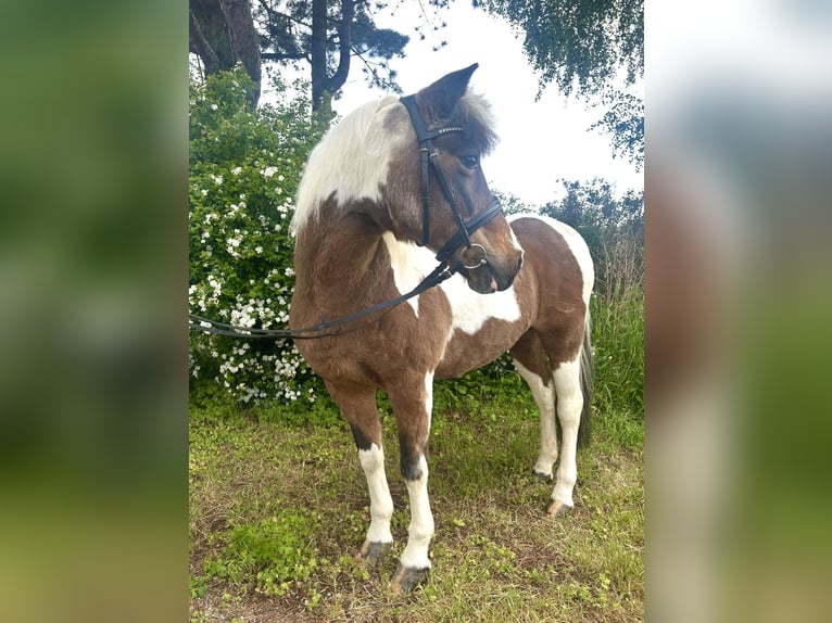 More ponies/small horses Mare 16 years 13,1 hh Pinto in Pelmberg
