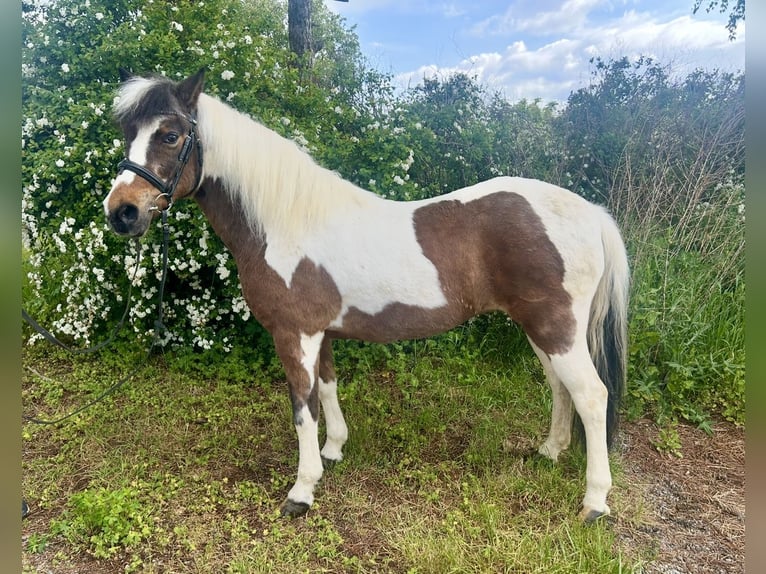 More ponies/small horses Mare 16 years 13,1 hh Pinto in Pelmberg