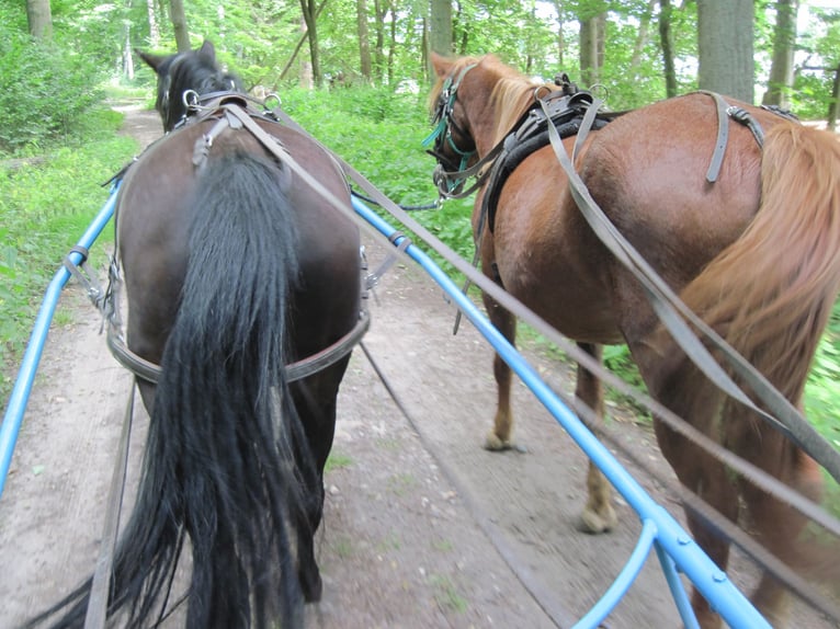 More ponies/small horses Mix Mare 16 years 14,1 hh Smoky-Black in Angerm&#xFC;nde