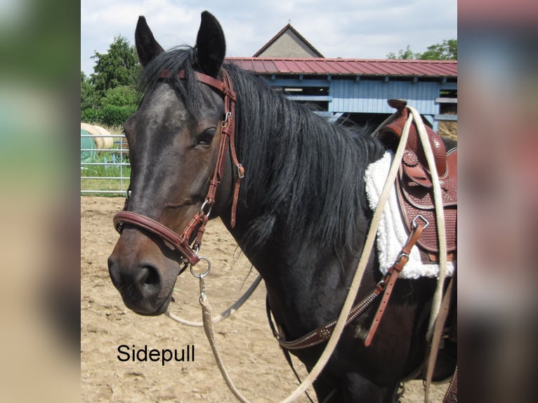 More ponies/small horses Mix Mare 16 years 14,1 hh Smoky-Black in Angerm&#xFC;nde