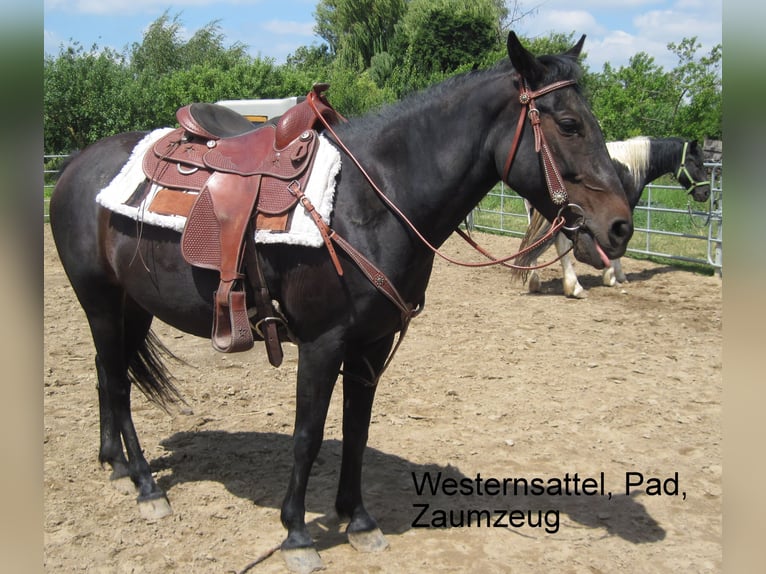More ponies/small horses Mix Mare 16 years 14,1 hh Smoky-Black in Angerm&#xFC;nde