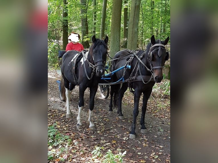 More ponies/small horses Mix Mare 16 years 14,1 hh Smoky-Black in Angerm&#xFC;nde