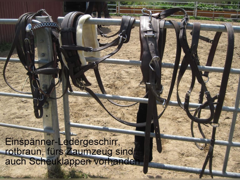 More ponies/small horses Mix Mare 16 years 14,1 hh Smoky-Black in Angerm&#xFC;nde
