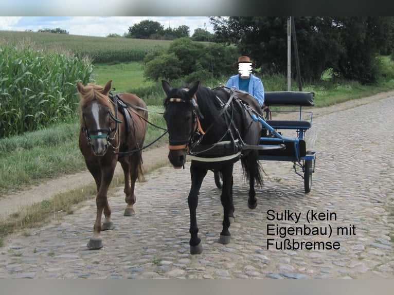 More ponies/small horses Mix Mare 16 years 14,1 hh Smoky-Black in Angerm&#xFC;nde