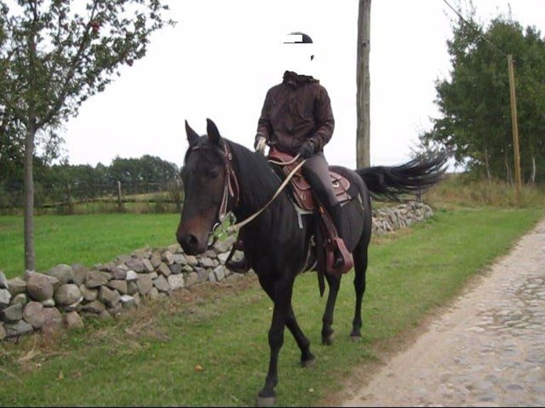 More ponies/small horses Mix Mare 16 years 14,1 hh Smoky-Black in Angerm&#xFC;nde