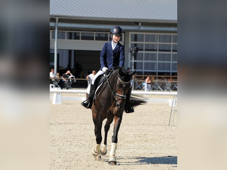 More ponies/small horses Mare 16 years 14,2 hh Bay-Dark in Meppen