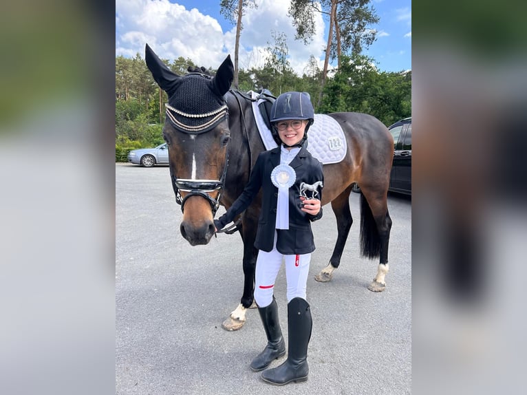 More ponies/small horses Mare 16 years 14,2 hh Bay-Dark in Meppen