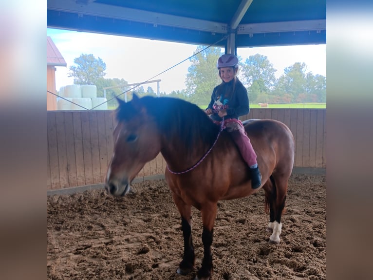 More ponies/small horses Mix Mare 16 years 14,2 hh Bay in Königsbrunn