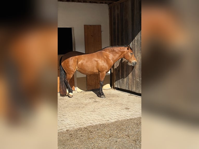 More ponies/small horses Mix Mare 16 years 14,2 hh Bay in Königsbrunn