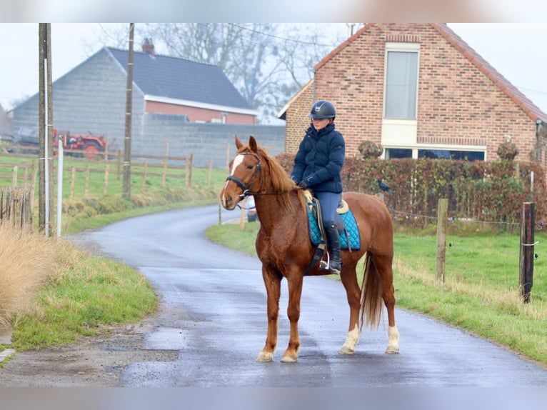 More ponies/small horses Mare 16 years 15 hh Chestnut in Pepingen