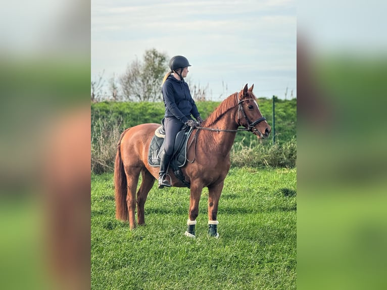 More ponies/small horses Mare 16 years 15 hh Chestnut-Red in W&#xFC;lperode