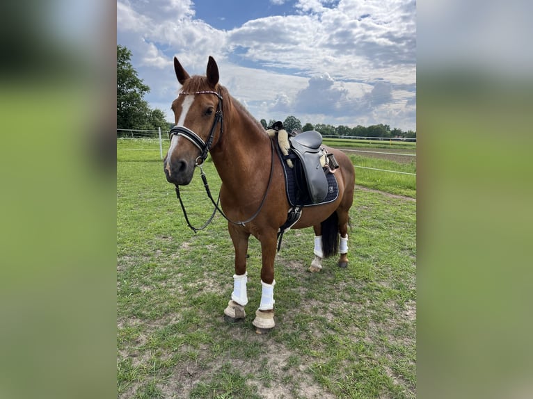 More ponies/small horses Mix Mare 17 years 13 hh Chestnut-Red in Bakum