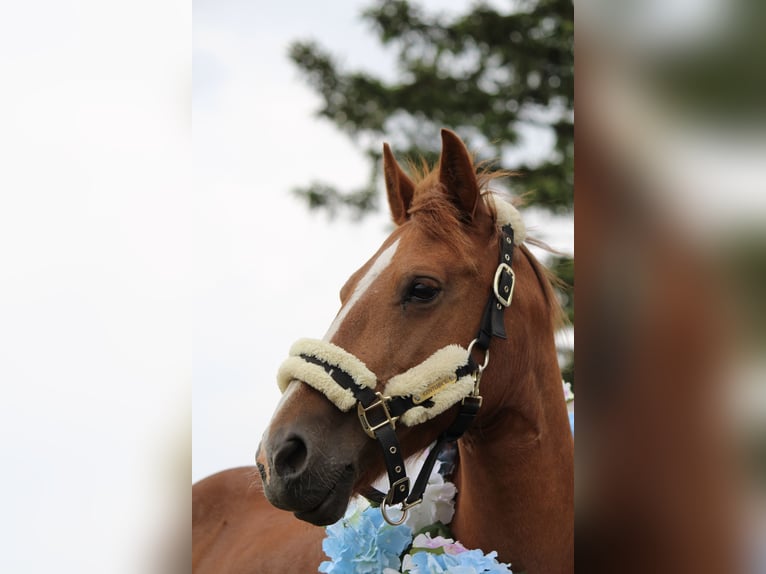 More ponies/small horses Mix Mare 17 years 13 hh Chestnut-Red in Bakum