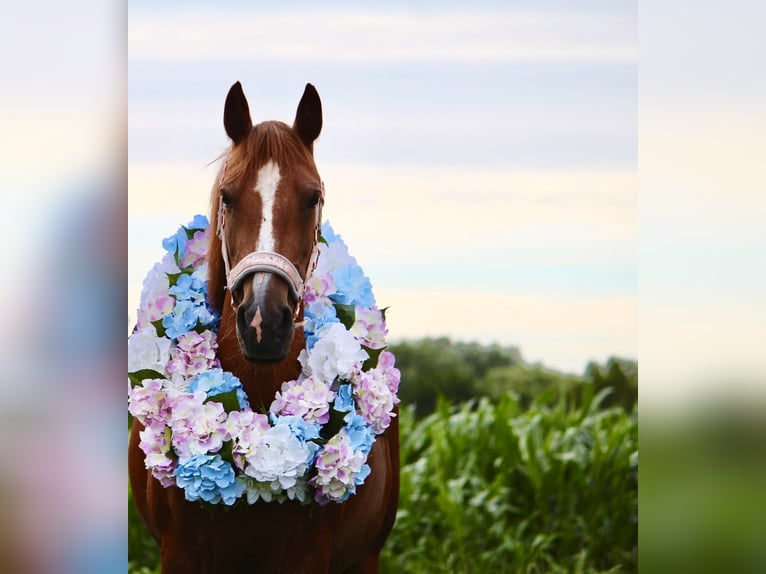 More ponies/small horses Mix Mare 17 years 13 hh Chestnut-Red in Bakum More ponies/small horses Mix Mare 17 years 13 hh Chestnut-Red in Bakum