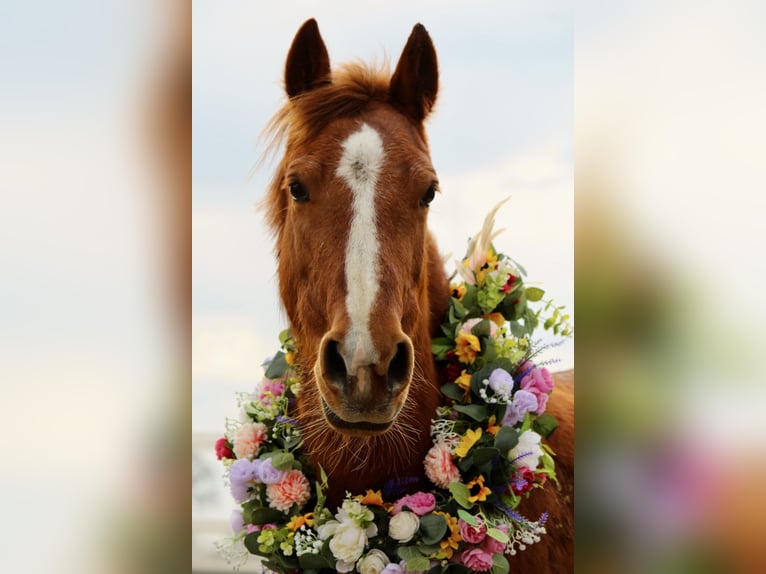 More ponies/small horses Mix Mare 17 years 13 hh Chestnut-Red in Bakum More ponies/small horses Mix Mare 17 years 13 hh Chestnut-Red in Bakum