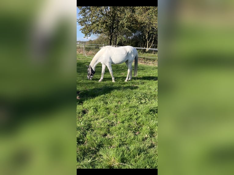More ponies/small horses Mare 17 years 13,3 hh Grey in Emmendingen