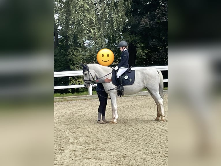 More ponies/small horses Mare 17 years 13,3 hh Grey in Emmendingen