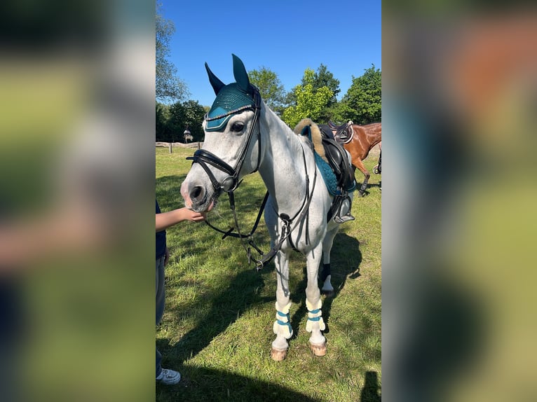 More ponies/small horses Mare 17 years 13,3 hh Grey in Emmendingen