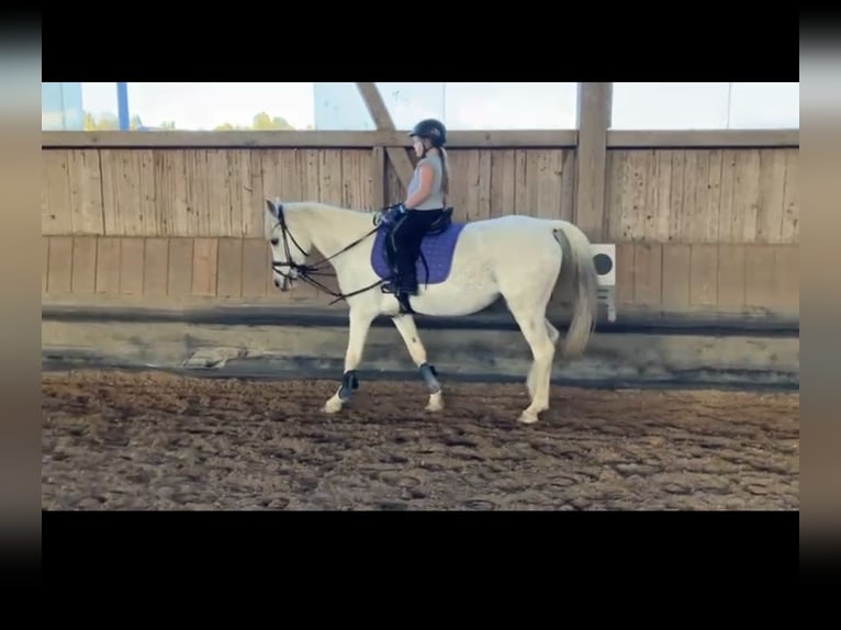 More ponies/small horses Mare 17 years 13,3 hh Grey in Emmendingen
