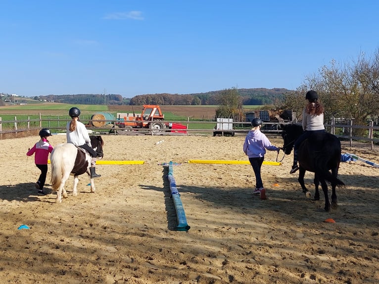 More ponies/small horses Mix Mare 17 years 14,1 hh Black in Güssing More ponies/small horses Mix Mare 17 years 14,1 hh Black in Güssing