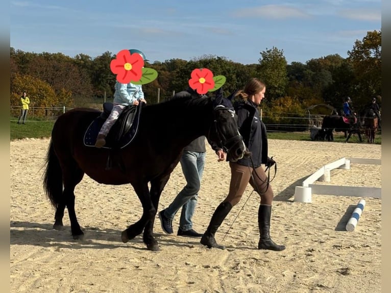 More ponies/small horses Mix Mare 17 years 14,1 hh Black in Güssing More ponies/small horses Mix Mare 17 years 14,1 hh Black in Güssing