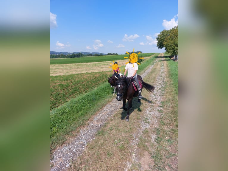 More ponies/small horses Mix Mare 17 years 14,1 hh Black in Güssing More ponies/small horses Mix Mare 17 years 14,1 hh Black in Güssing