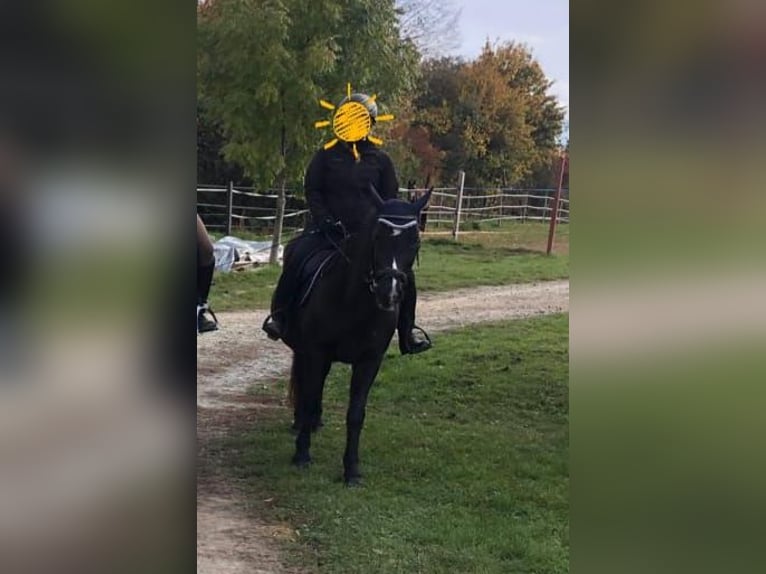More ponies/small horses Mix Mare 17 years 14,1 hh Black in Güssing More ponies/small horses Mix Mare 17 years 14,1 hh Black in Güssing