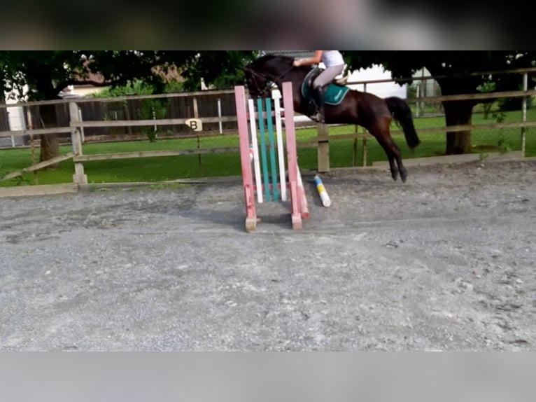 More ponies/small horses Mix Mare 17 years 14,1 hh Black in Güssing More ponies/small horses Mix Mare 17 years 14,1 hh Black in Güssing