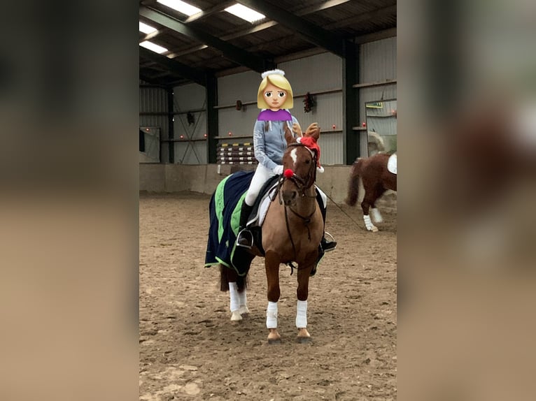 More ponies/small horses Mix Mare 17 years 14,1 hh Chestnut-Red in Neuss