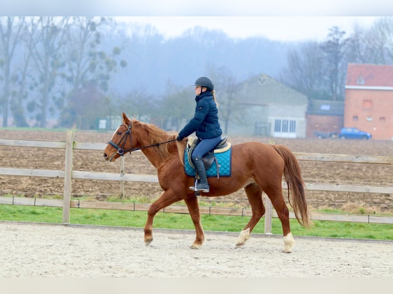More ponies/small horses Mare 17 years 15 hh Sorrel in Bogaarden