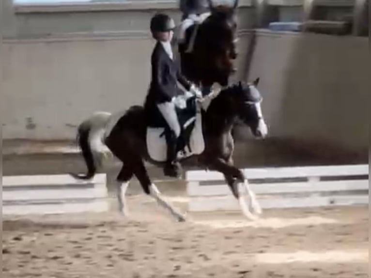 More ponies/small horses Mare 18 years 11.2 hh Pinto in Wien, Leopoldstadt