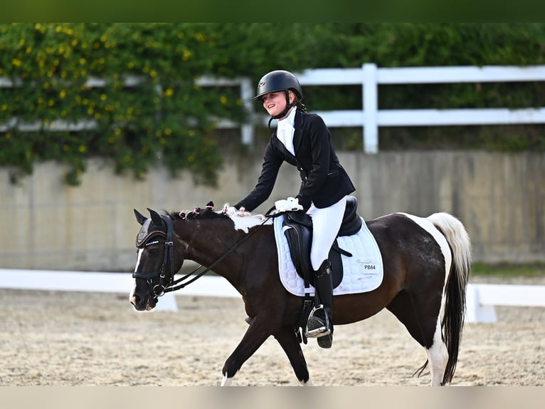 More ponies/small horses Mare 18 years 11.2 hh Pinto in Wien, Leopoldstadt