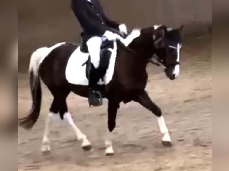 More ponies/small horses Mare 18 years 11,2 hh Pinto in Wien, Leopoldstadt