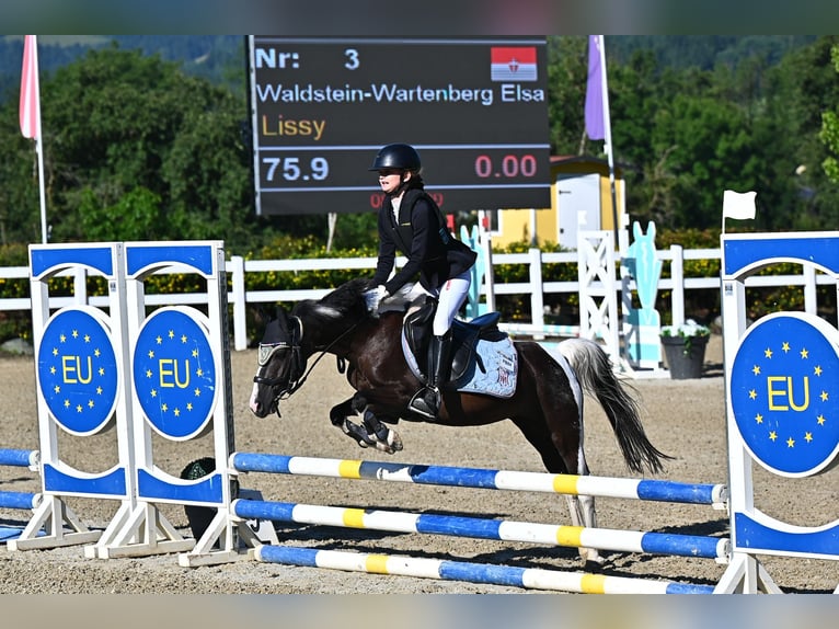 More ponies/small horses Mare 18 years 11,2 hh Pinto in Wien, Leopoldstadt