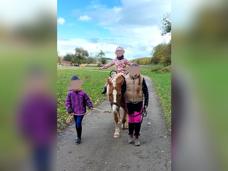 More ponies/small horses Mix Mare 18 years 13.2 hh Chestnut-Red in Leutkirch im Allgäu