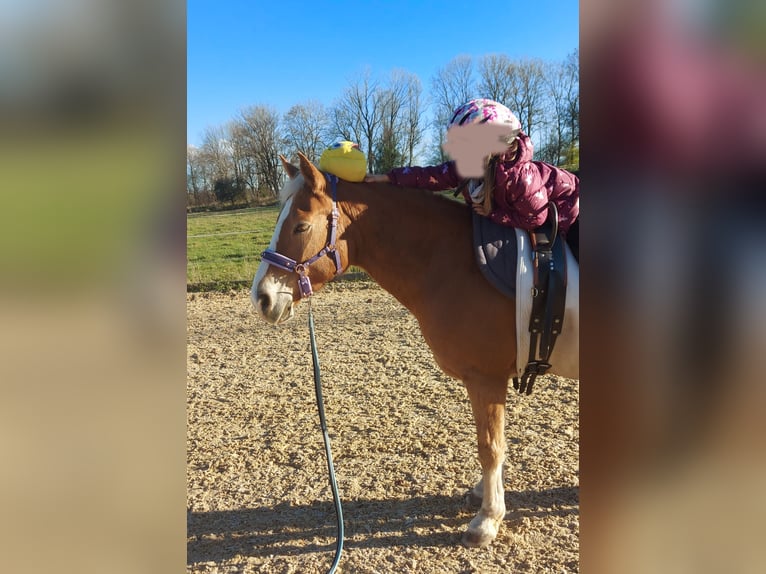 More ponies/small horses Mix Mare 18 years 13,2 hh Chestnut-Red in Leutkirch im Allgäu