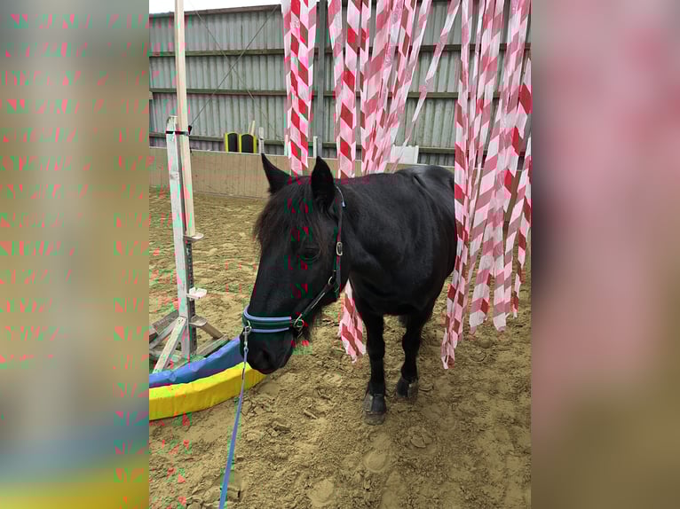 More ponies/small horses Mare 18 years 14,1 hh Black in Ennepetal