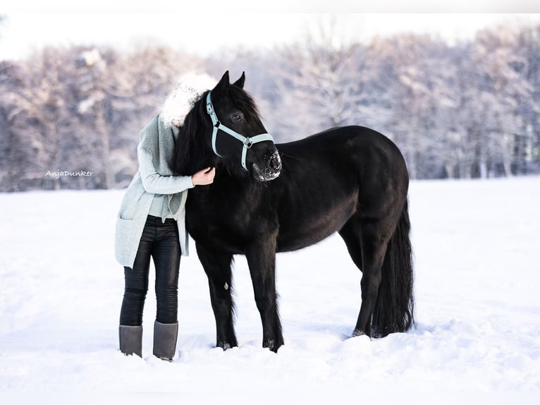 More ponies/small horses Mare 18 years 14,1 hh Black in Ennepetal