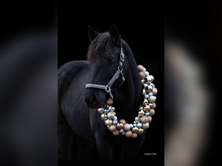 More ponies/small horses Mare 18 years 14,1 hh Black in Ennepetal