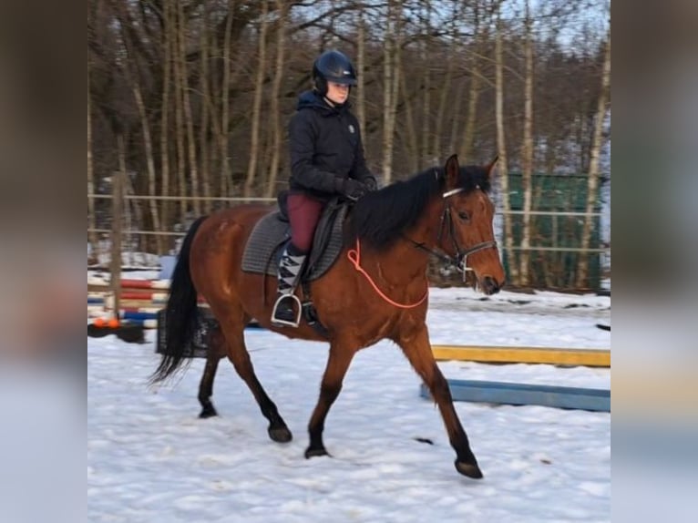 More ponies/small horses Mare 18 years 14,1 hh Brown in Bayerbach
