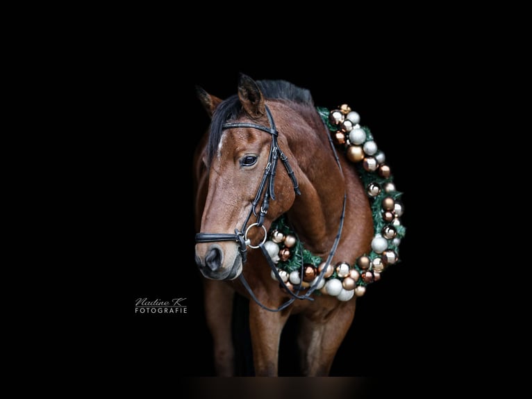 More ponies/small horses Mare 18 years 14,1 hh Brown in Gschwend