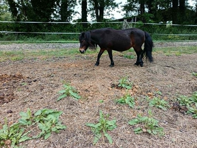More ponies/small horses Mare 19 years 10 hh Bay-Dark in Hostens