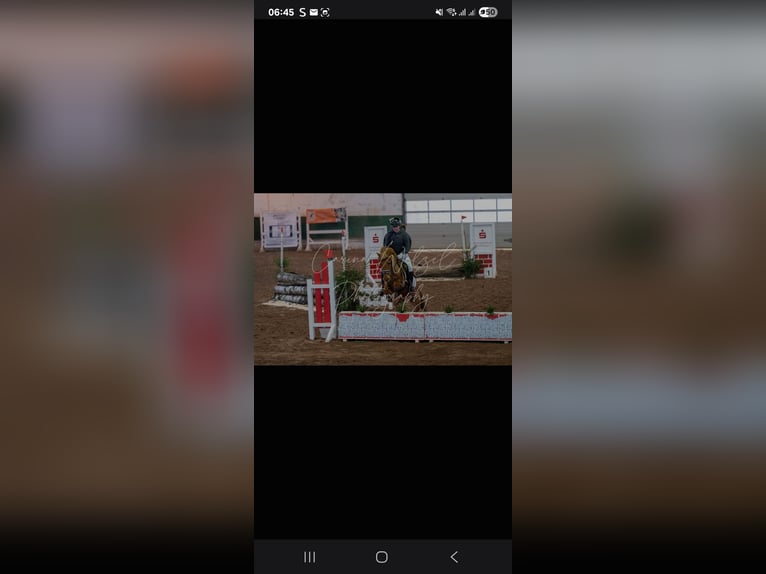 More ponies/small horses Mare 19 years 13.2 hh Chestnut-Red in Willerstedt