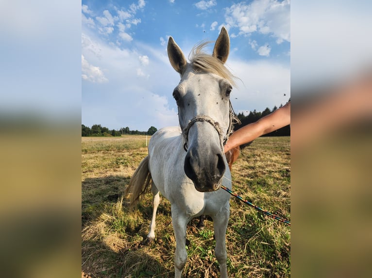 More ponies/small horses Mix Mare 19 years 14.2 hh Grey in Marienberg