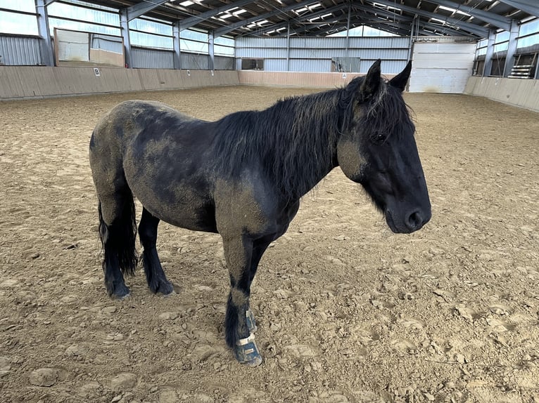 More ponies/small horses Mare 19 years 14,1 hh Black in Ennepetal