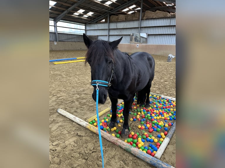 More ponies/small horses Mare 19 years 14,1 hh Black in Ennepetal