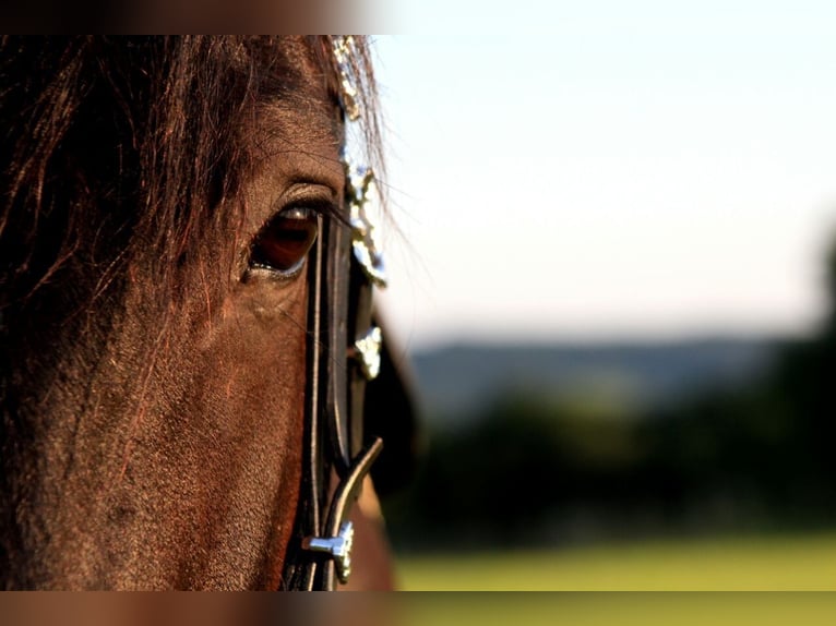 More ponies/small horses Mare 19 years 14,1 hh Black in Ennepetal