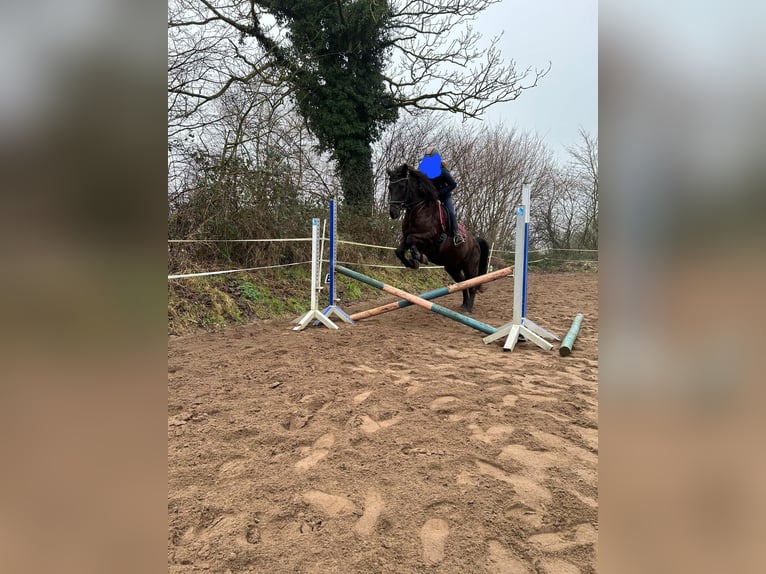 More ponies/small horses Mare 19 years 15,1 hh Smoky-Black in Goo