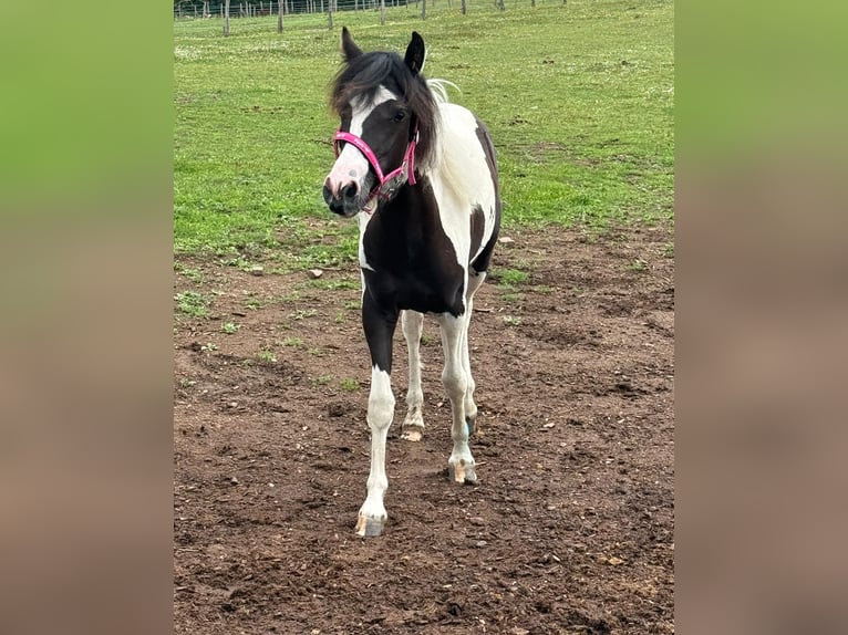 More ponies/small horses Mix Mare 1 year 13,2 hh Pinto in Daleiden